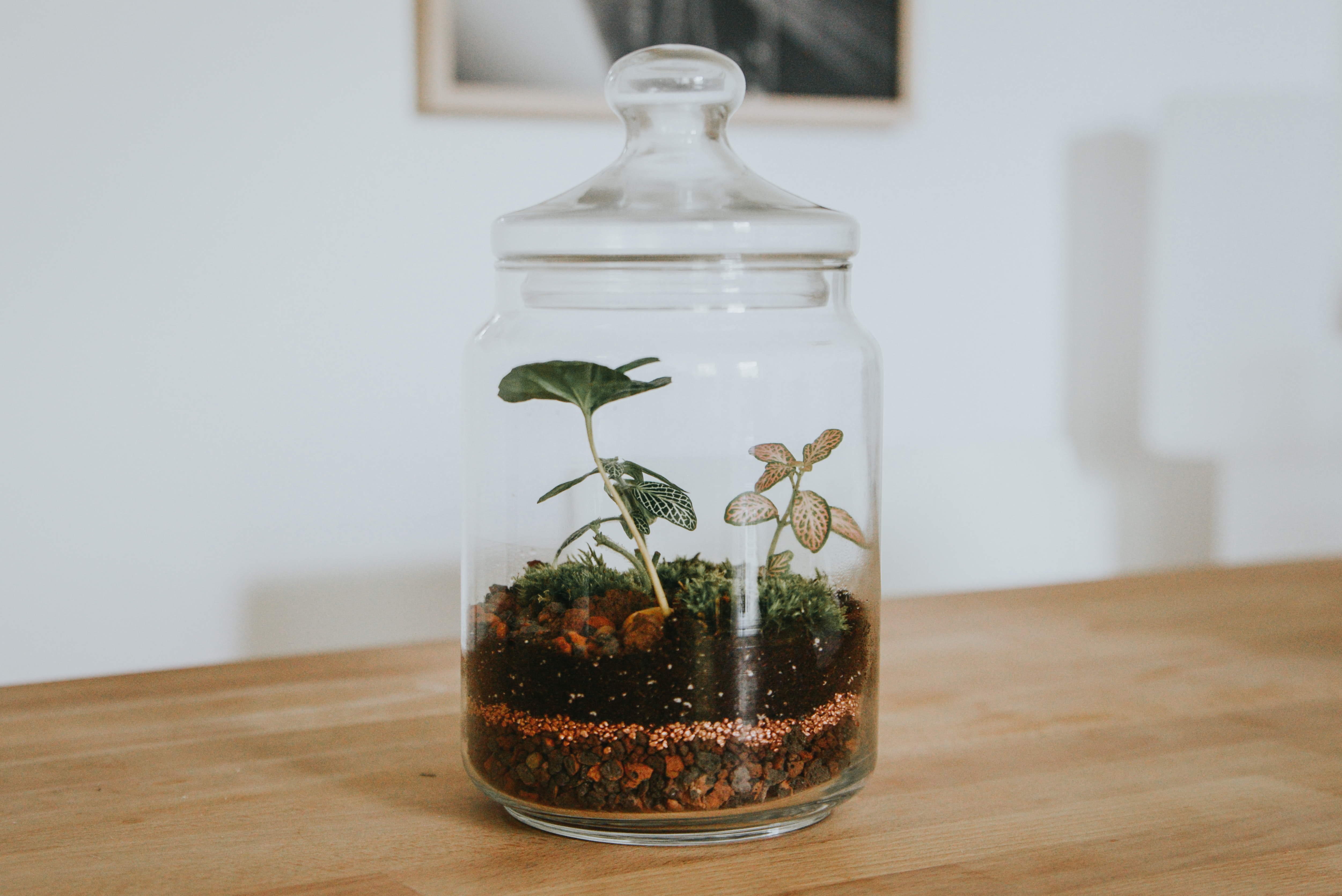 An image of a terrarium in a jar